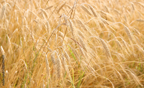 golden ears of wheat in the field