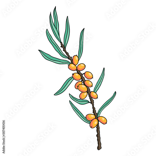 vector drawing sea buckthorn