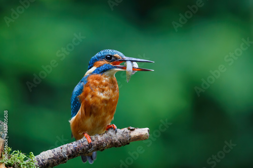 Common European Kingfisher (Alcedo atthis) with a fish in his beak on a branch above a pool in the forest in yhe Netherlands