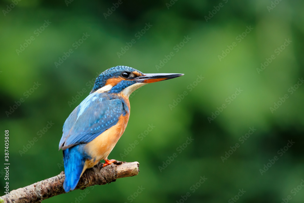 Common European Kingfisher (Alcedo atthis) sitting on a branch above a pool in the forest in the Netherlands Common European Kingfisher (Alcedo atthis) sitting on a branch above a pool in the forest in the Netherlands