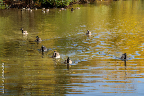 Canada Geese (Branta canadensis) swimming in the sunshine at a lake in Sussex