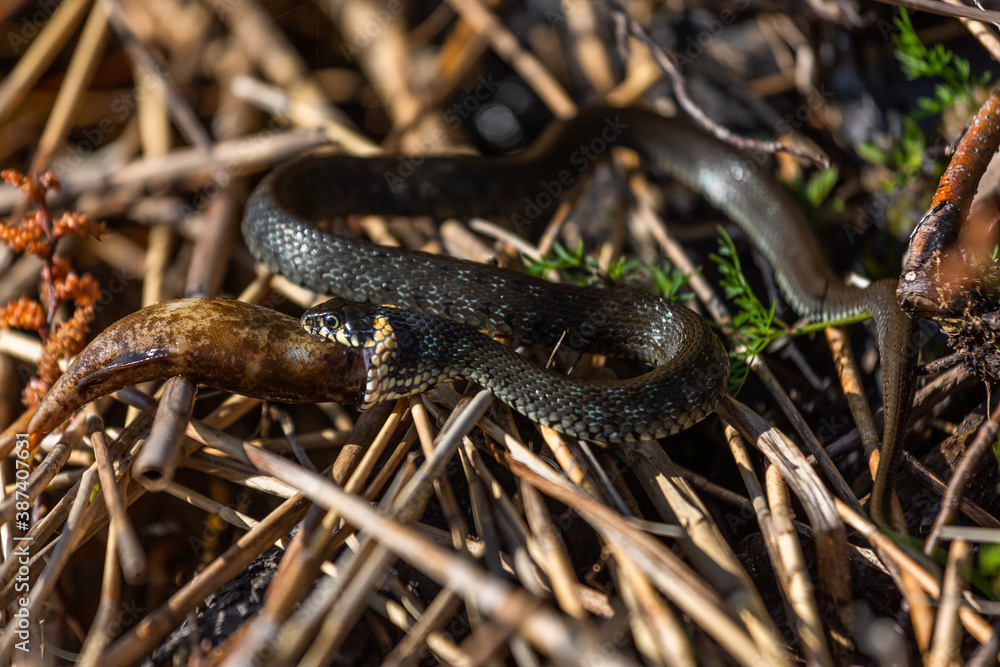 Fototapeta premium Grass snake on the shore of the lake with a fish in his mouth