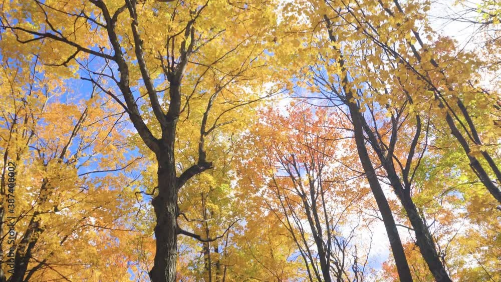 YelVertical panorama of tall maples with yellow leaves YelVertical panorama of tall maples with yellow leaves