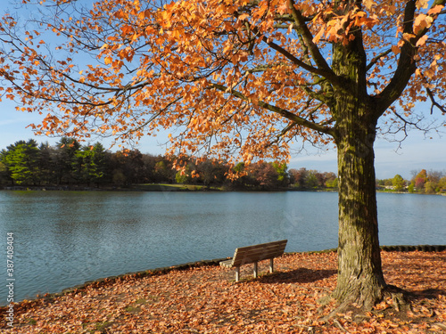 Bench Sits Below a Fall Maple Leaf with Some Remaining Orange Leaves, Most Covering the Ground Looking Out Over Lake on Beautiful Autumn Day in October with Calm Tranquil Landscape Scene