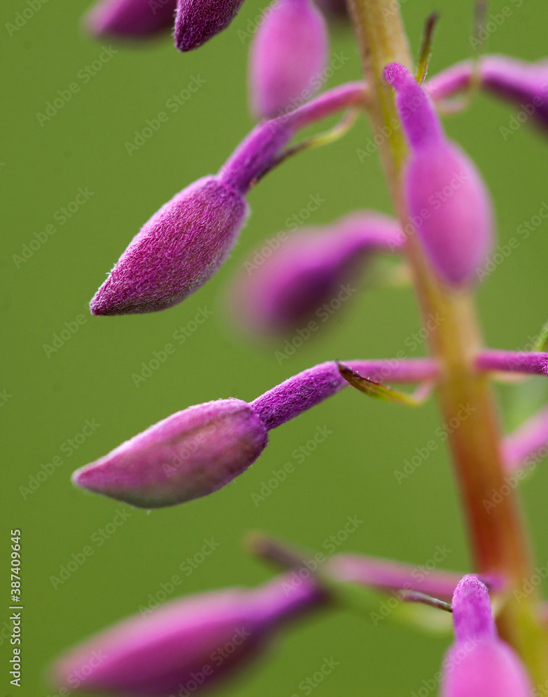 Macro shot of Ivan tea plant. Rose buds on a green background. Beautiful violet flowers. Macro shot of Ivan tea plant. Rose buds on a green background. Beautiful violet flowers.