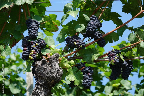Reife Trauben im Weinberg