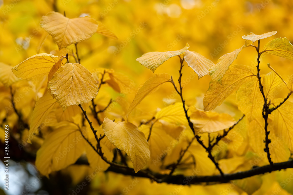 Obraz premium Buche Blätter Fagus gelb Färbung Herbst Indian Summer Ast Zweig Natur Baum Bäume Hintergrund Makro Selektive Schärfe Fokus Adern Deutschland Rombergpark Dortmund bunt golden Gold 
