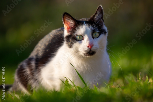 Portrait of a black and white cat