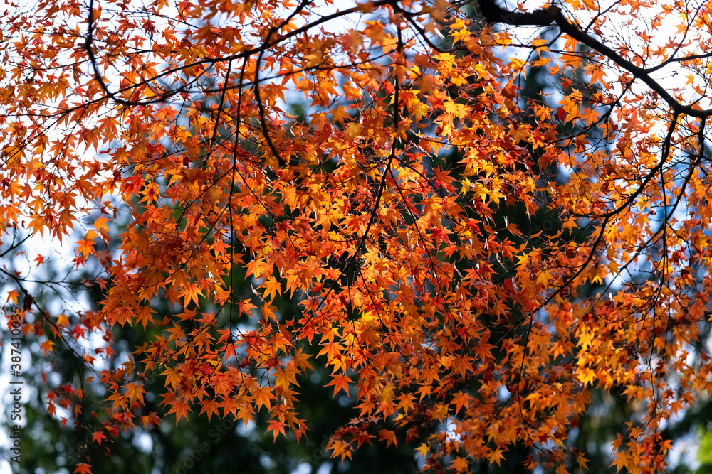 Ahorn Herbst Laubfärbung Blätter Park Baum Bäume Idyll Farbenspiel Kulisse Dortmund Rombergpark Deutschland Hintergrund Jahreszeit Acer Pracht Sonne Licht rot gelb orange Indian Summer Spaziergang Ahorn Herbst Laubfärbung Blätter Park Baum Bäume Idyll Farbenspiel Kulisse Dortmund Rombergpark Deutschland Hintergrund Jahreszeit Acer Pracht Sonne Licht rot gelb orange Indian Summer Spaziergang