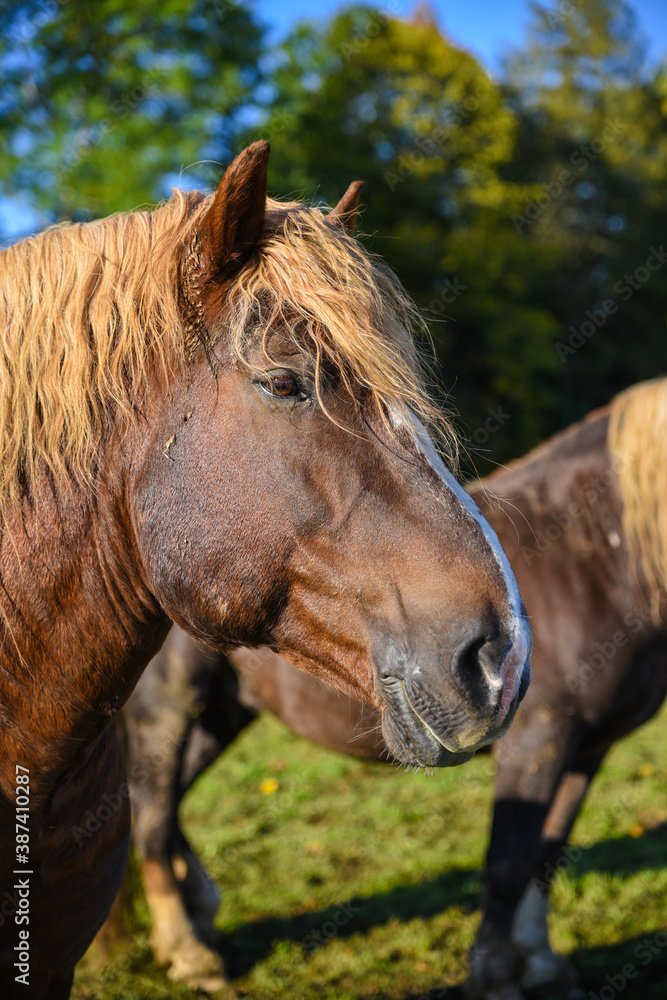 Naklejka premium Kopfportrait eines Pferdes der Rasse Süddeutsches Kaltblut