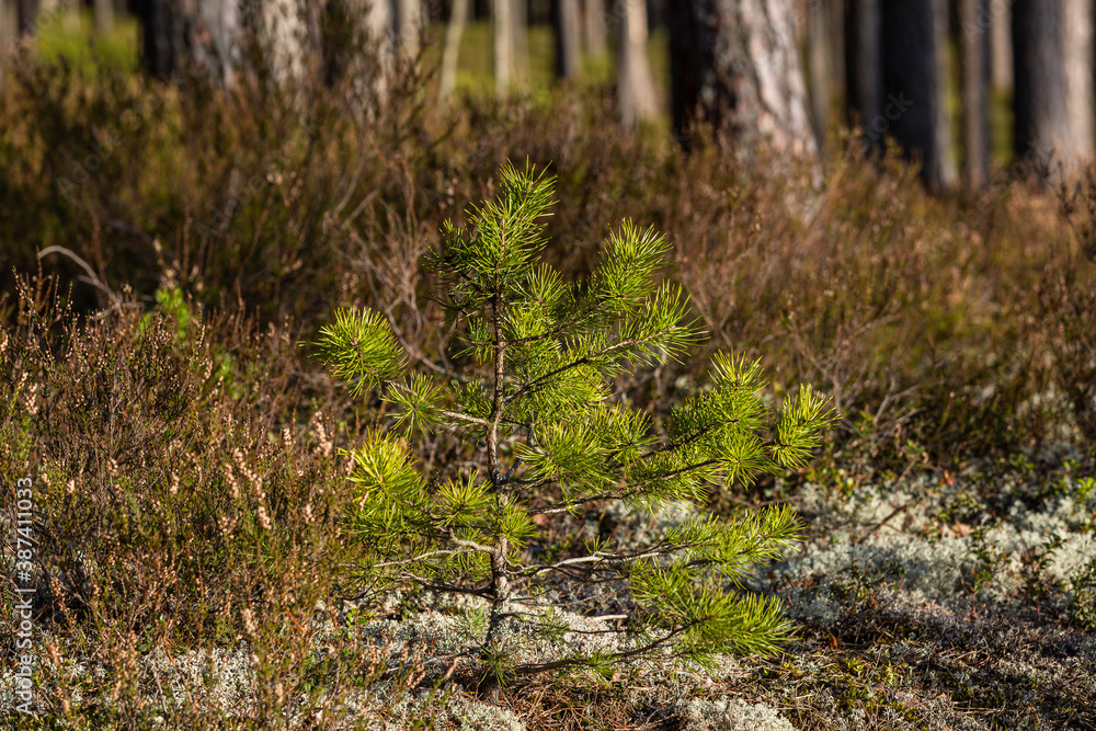 Fototapeta premium pine three and old withered trees in forest wit reflections