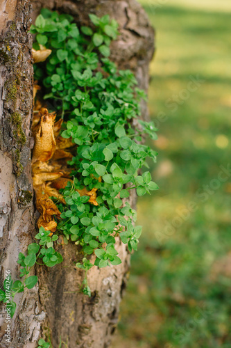 Green plants on the tree in the summer park 