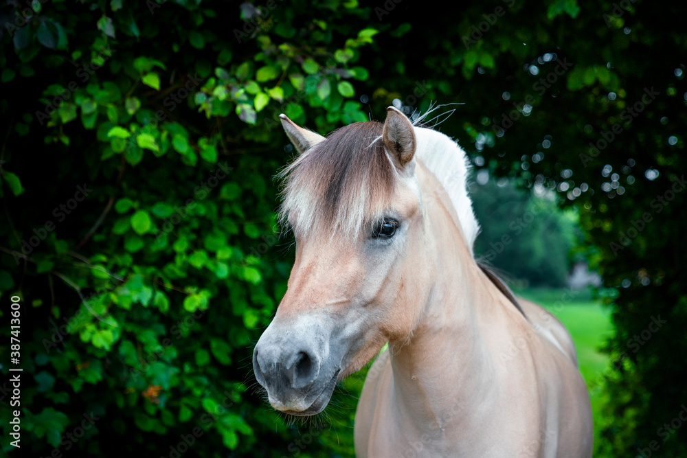 You have to love Fjord horses! You have to love Fjord horses!