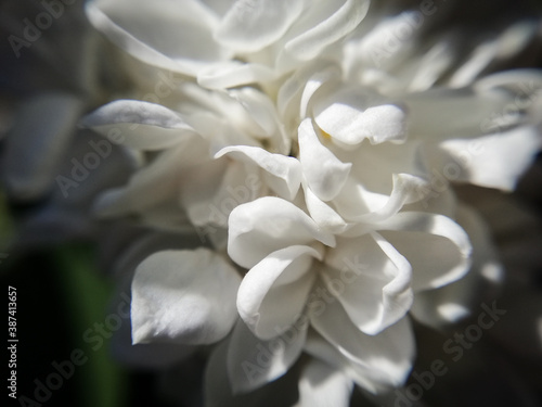 white petals on a tree in the sun, macrophotography