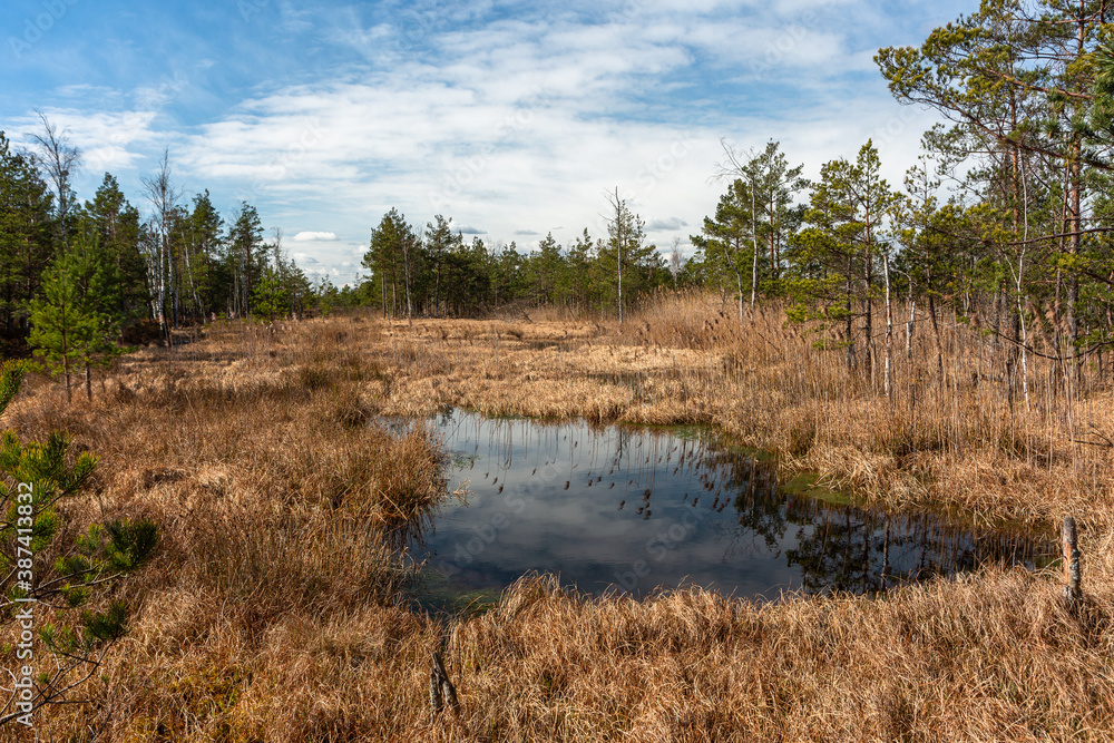 Swamp lake with islands in sunny day and sunrise Swamp lake with islands in sunny day and sunrise