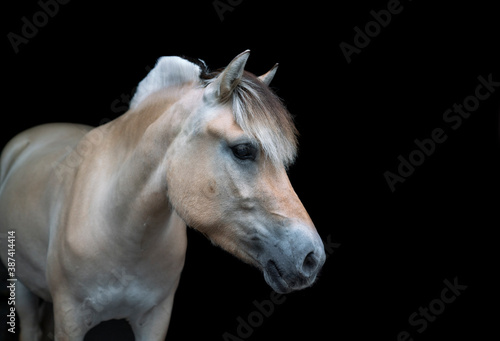 Fototapeta Naklejka Na Ścianę i Meble -  You have to love Fjord horses!