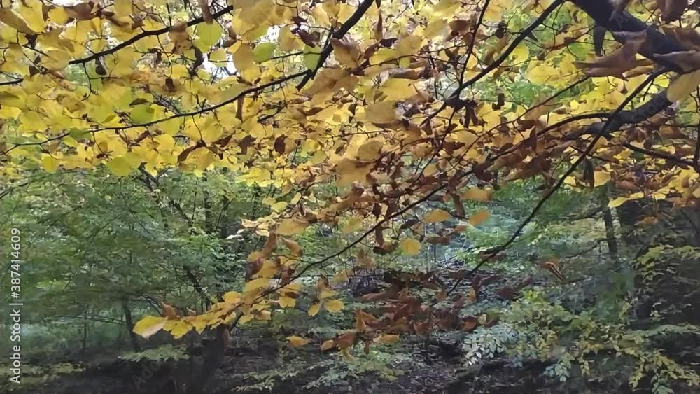 View through backlight foliage in sunny forest with sunshine beams and green leaves with trees in healthy environment, clean air and idyllic scene in the woods in autumn and fall season View through backlight foliage in sunny forest with sunshine beams and green leaves with trees in healthy environment, clean air and idyllic scene in the woods in autumn and fall season