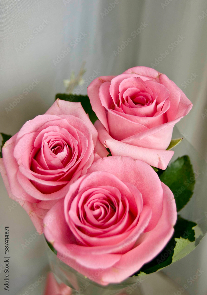 Fototapeta premium roses