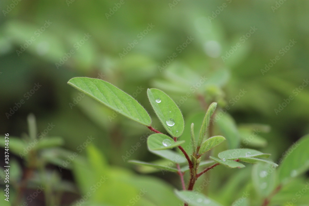 GREEN PLANT 