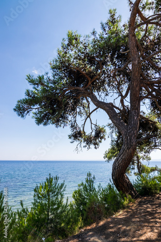 tree on the beach