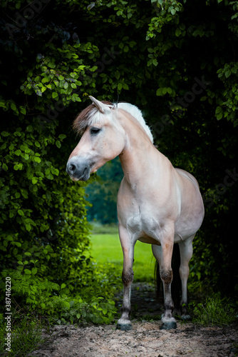 You have to love Fjord horses! © PIC by Femke