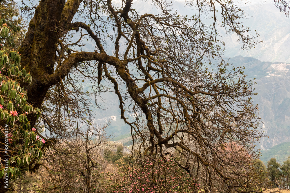 Fototapeta premium Bare branches of a tree