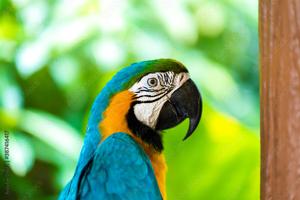 Blue yellow parrot macaw sitting on branch Blue yellow parrot macaw sitting on branch