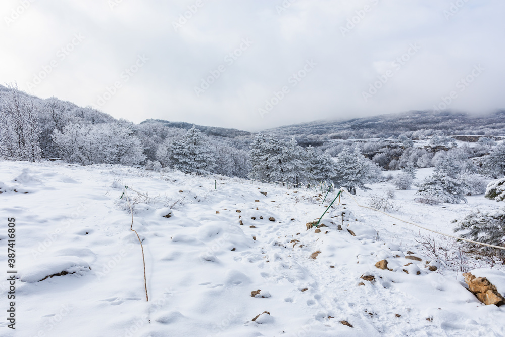 Fluffy winter pine forest in the fog. Beautiful fairytale winter on AI-Petri Crimea. Light snowfall in the mountains. Natural winter background. Concept of winter new year holidays.