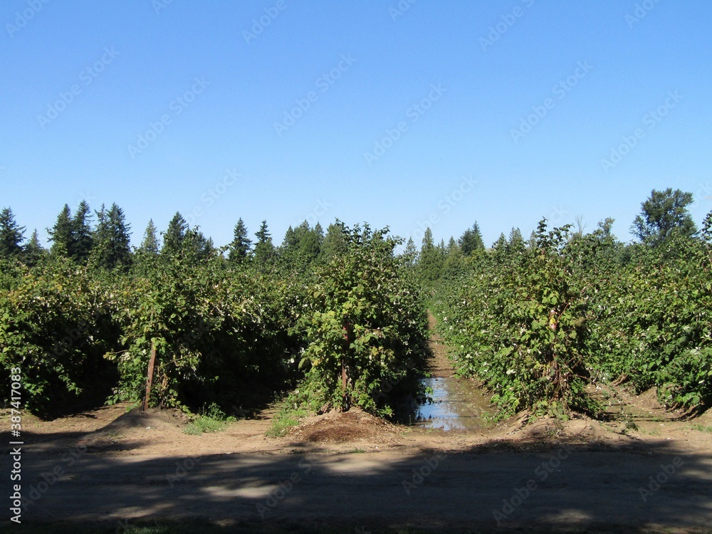 raspberry fields
