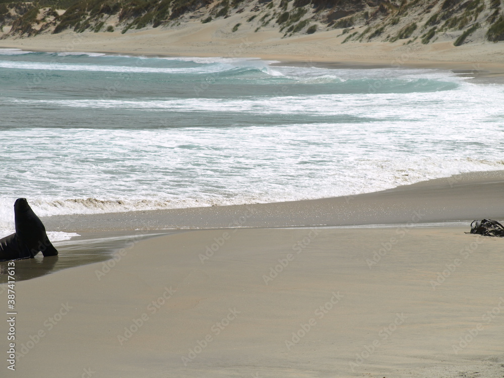 natural beauty of New Zealand Dunedin and Catlin beaches