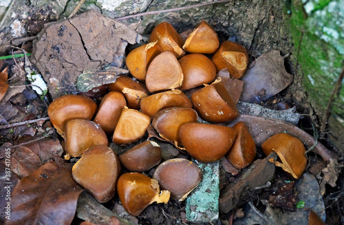 Obraz na płótnie Crabwood tree seeds or Andiroba seeds (Carapa guianensis), Rio, Brazil w salonie