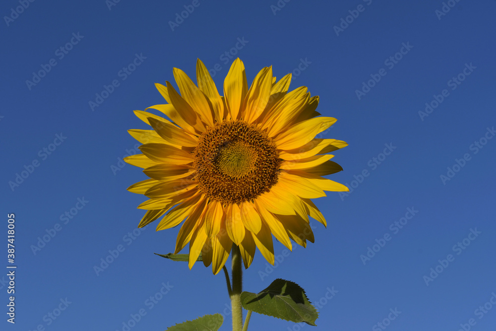 A beautiful common sunflower, isolated on a blue sky. A beautiful common sunflower, isolated on a blue sky.
