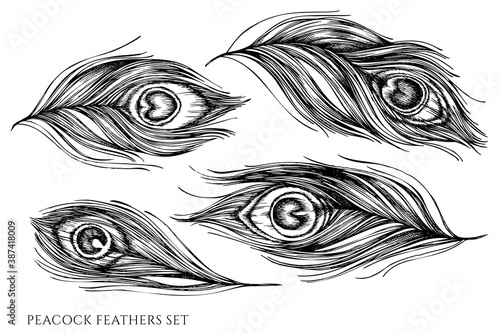 Vector set of hand drawn black and white peacock feathers