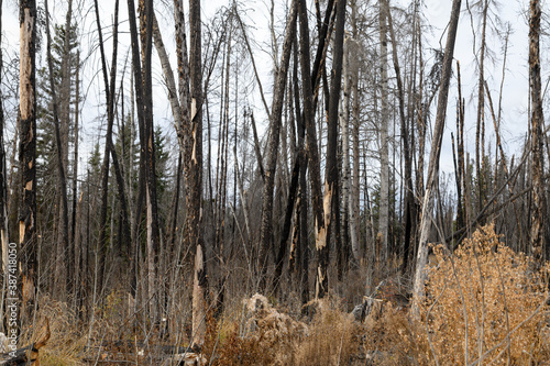 Wallpaper Mural years after forest fire Torontodigital.ca