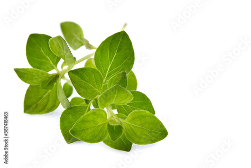 Oregano or marjoram leaves isolated on white background.