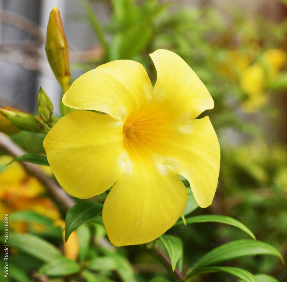 yellow and white orchid