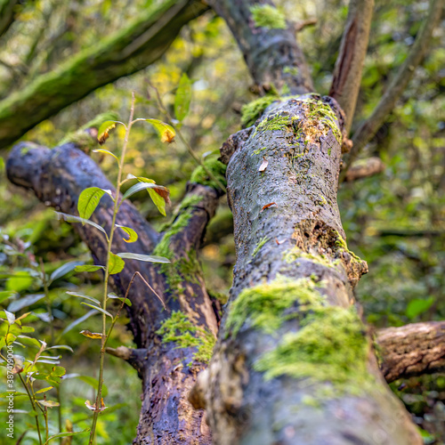 This fallen tree trunk is slowly decaying in the moist Prielenbos near Zoetermeer photo