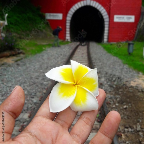 hand holding a flower