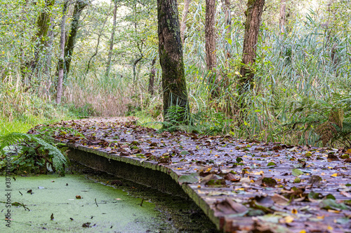 Autumn has left its mark on this deck in the wet Prielenbos near Zoetermeer photo