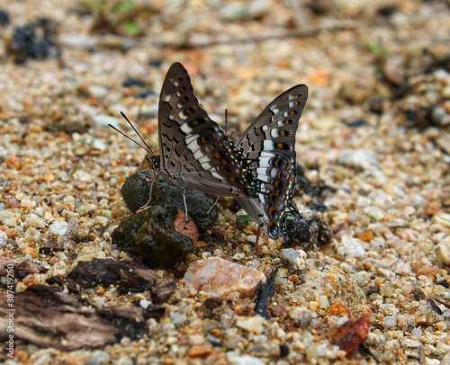 butterfly on the ground