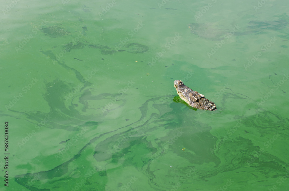 Fototapeta premium Amphibian prehistoric crocodile.