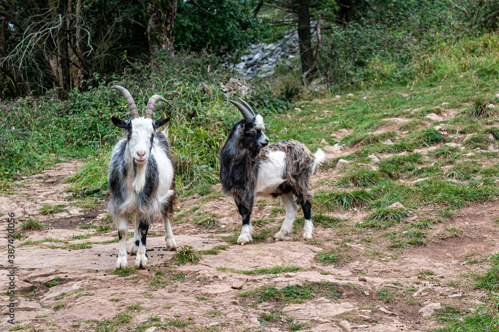 Obraz premium Wild British Primitive Feral Goat