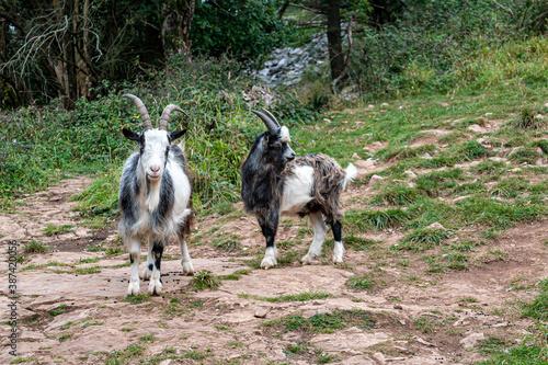 Wild British Primitive Feral Goat photo