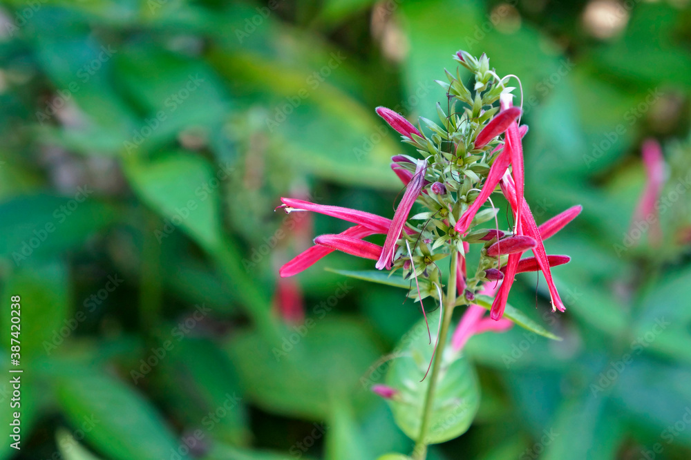 Medicinal plant flowers (Justicia calycina), Rio, Brazil Medicinal plant flowers (Justicia calycina), Rio, Brazil