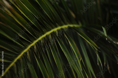 palm tree leaf