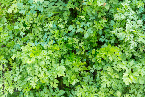 Spicy green parsley grass in the garden. The view from the top. Natural vegetable green background.