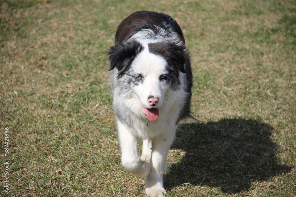 border collie dog blue merle, blue eyes, tongue out