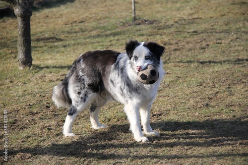border collie dog playing with a ball