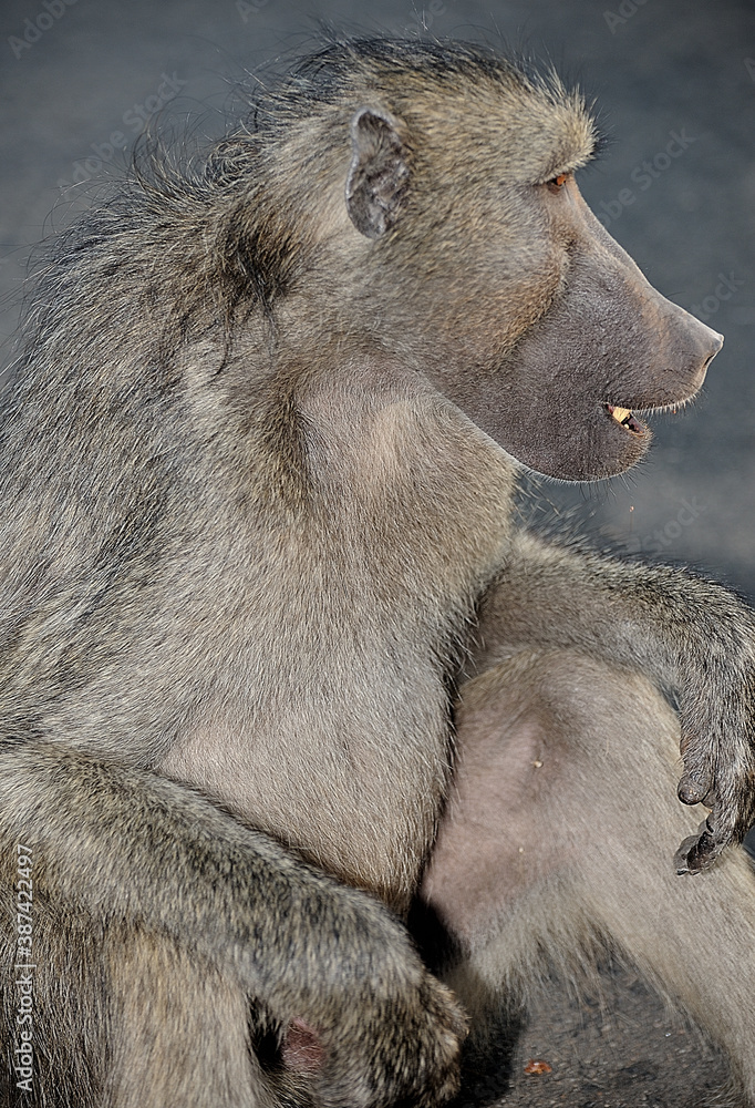 A baboon staring intently into the distance at a possible threat A baboon staring intently into the distance at a possible threat