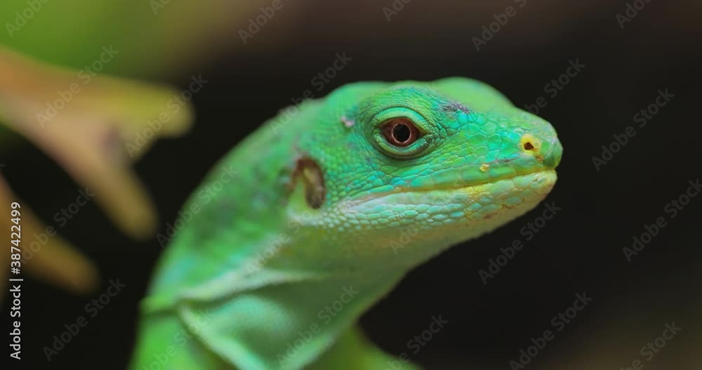 Lau banded iguana (Brachylophus fasciatus) is an arboreal species of lizard endemic to the Lau Islands of the eastern part of the Fijian archipelago. Lau banded iguana (Brachylophus fasciatus) is an arboreal species of lizard endemic to the Lau Islands of the eastern part of the Fijian archipelago.